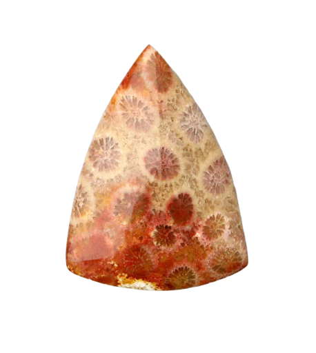 Hand cut Fossil Coral Cabochon