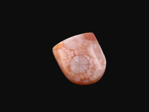 Fossil Coral Cabochon