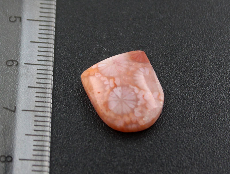 Fossil Coral Cabochon