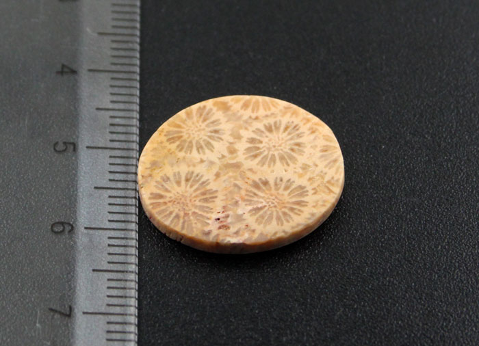 Fossil Coral Cabochon