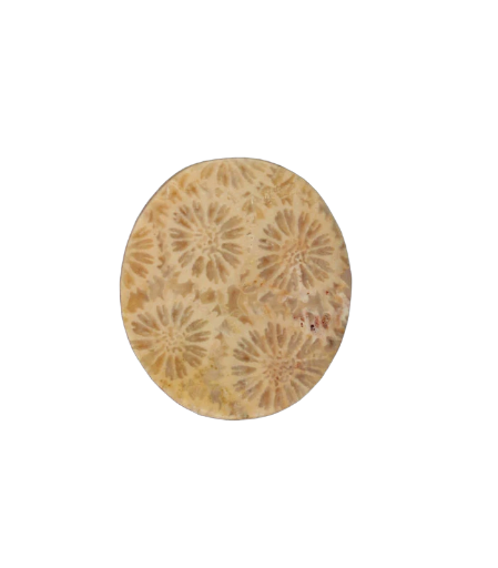 Fossil Coral Cabochon