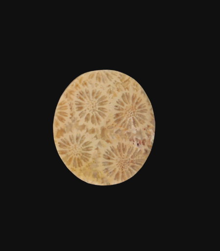Fossil Coral Cabochon