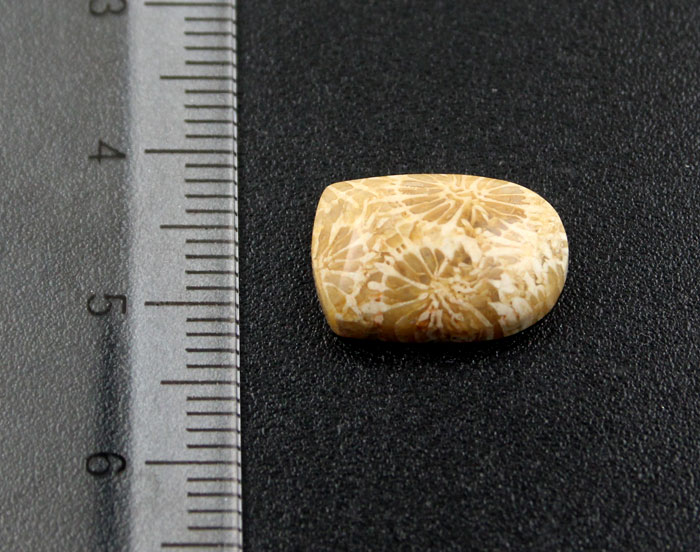 Fossil Coral Cabochon