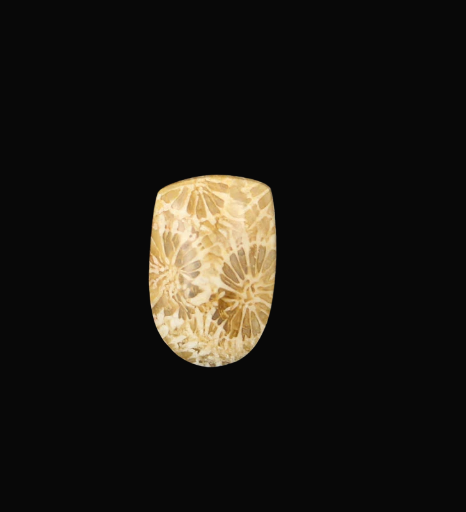 Fossil Coral Cabochon