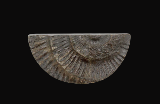 Whitby ammonite relief cabochon