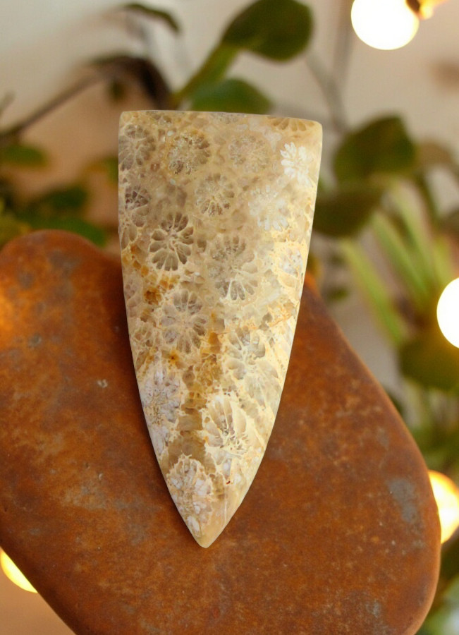 Hand cut Fossil Coral Cabochon
