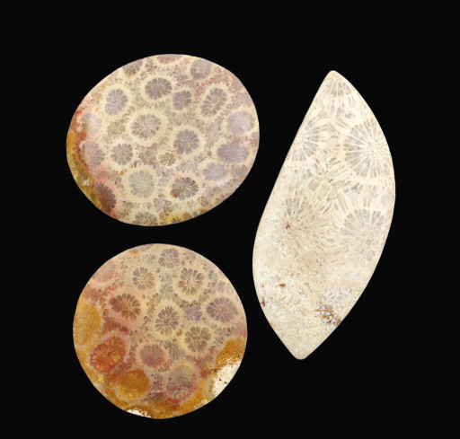 Sale bundle set of 3 Fossil cabochon's 