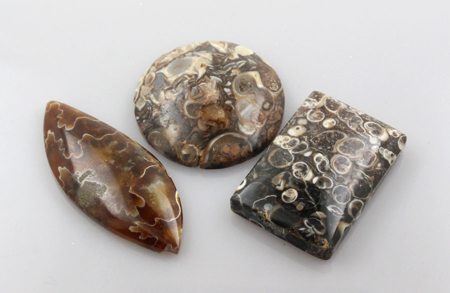 Sale bundle set of 3 Fossil cabochon's 
