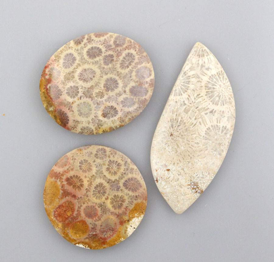 Sale bundle set of 3 Fossil cabochon's 
