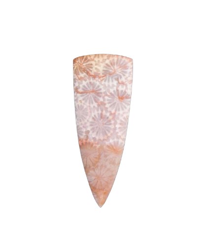 Hand cut Fossil Coral Cabochon