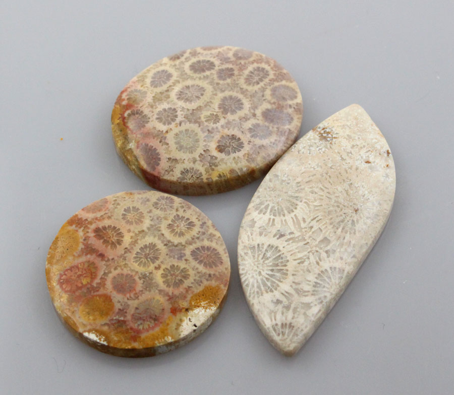 Sale bundle set of 3 Fossil cabochon's 