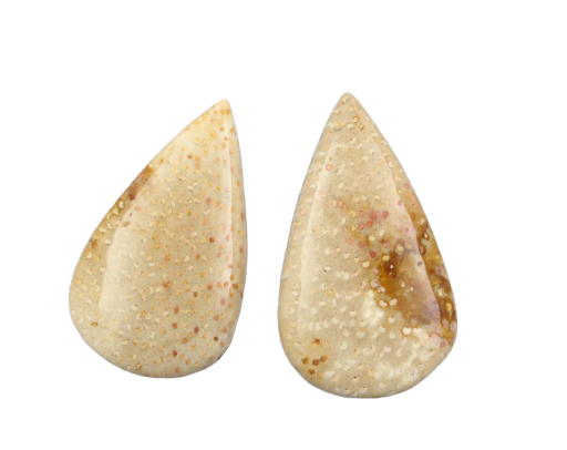 Sale bundle set of 2 Fossil palmwood cabochon's 