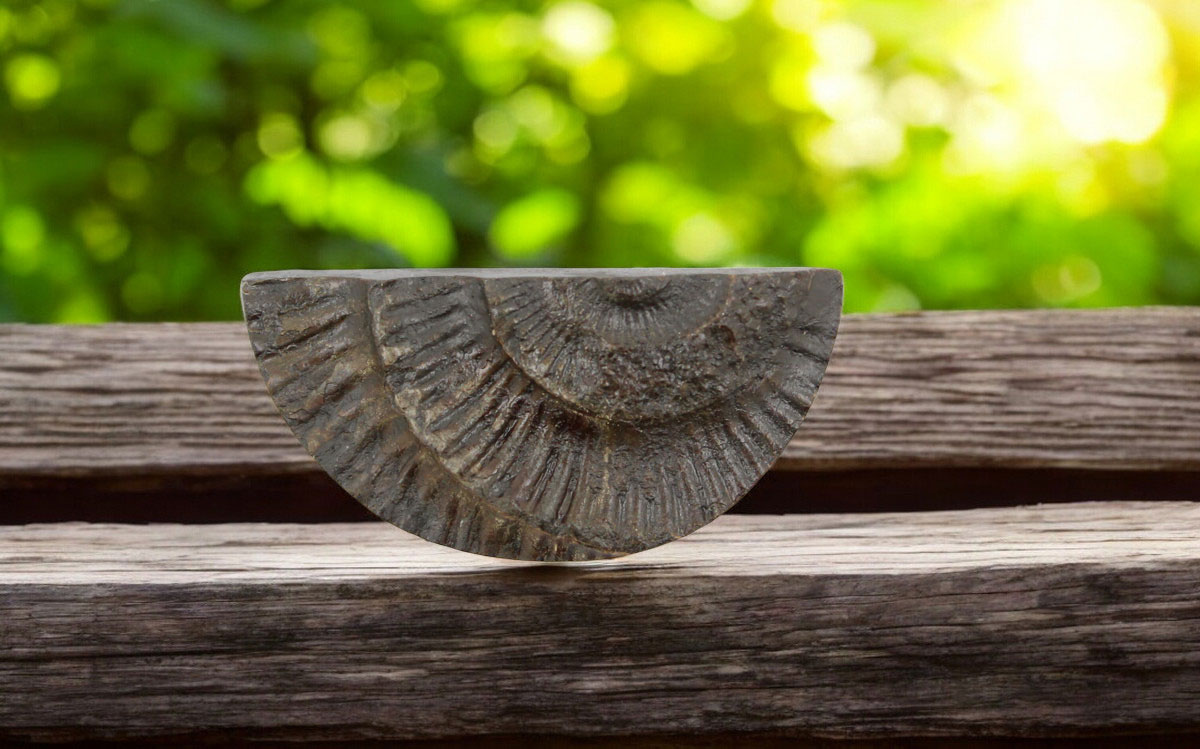 Whitby ammonite relief cabochon