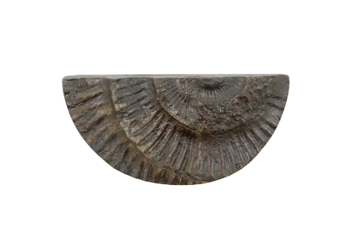 Whitby ammonite relief cabochon