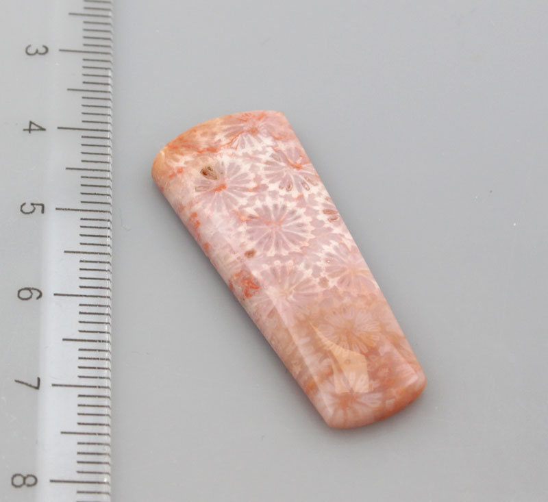 Hand cut Fossil Coral Cabochon