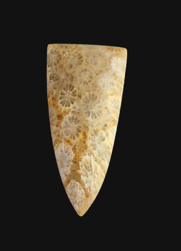 Hand cut Fossil Coral Cabochon