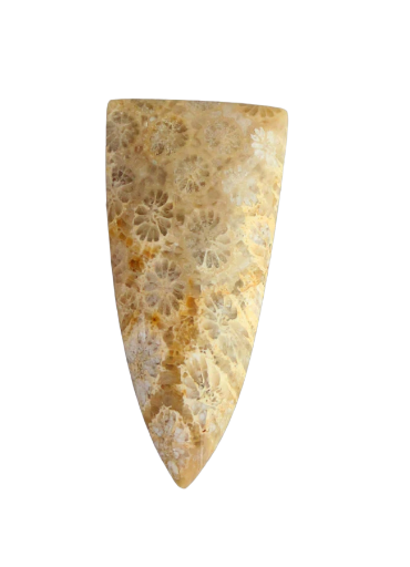 Hand cut Fossil Coral Cabochon