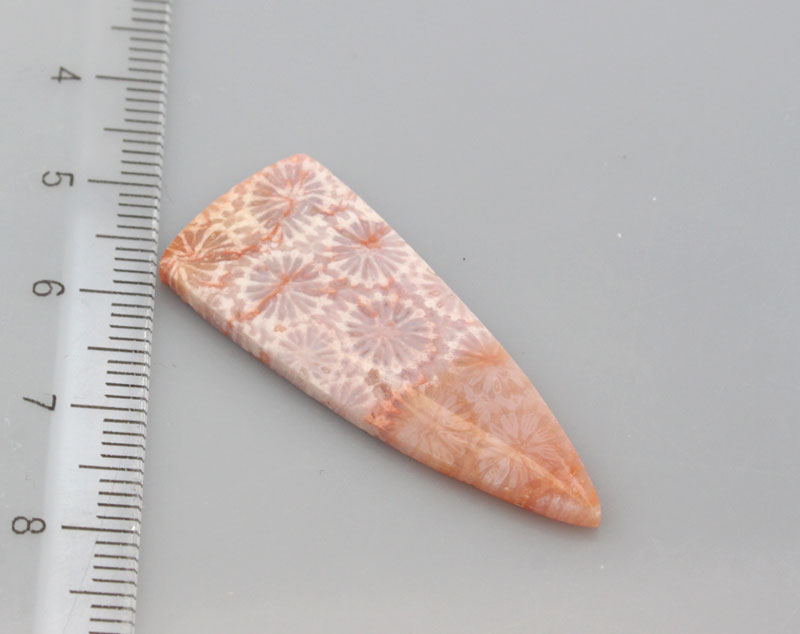 Hand cut Fossil Coral Cabochon