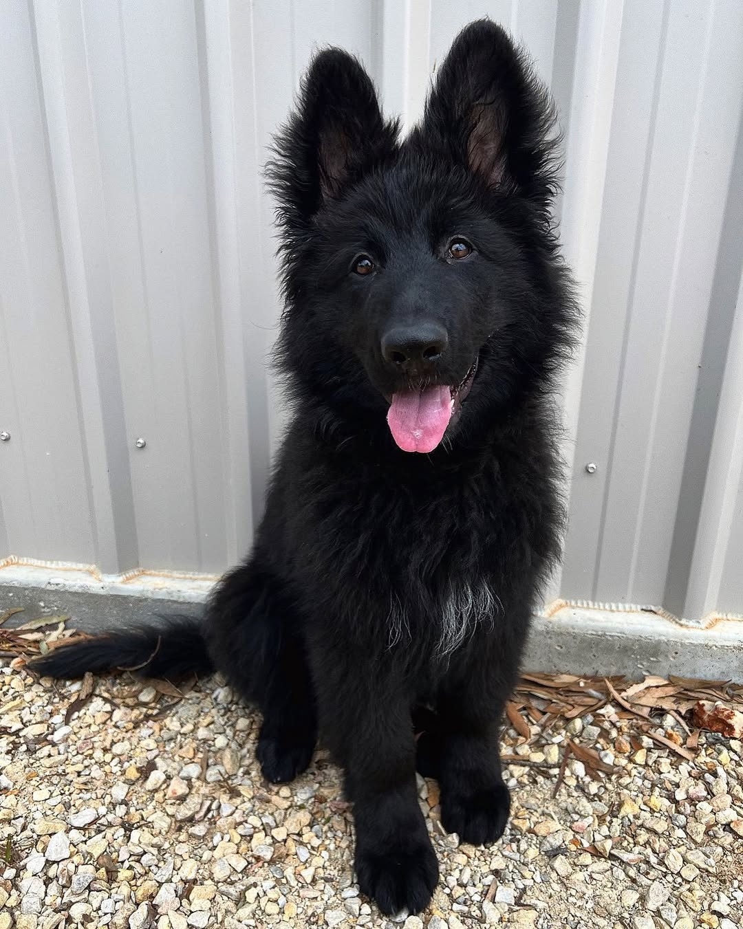 Boris