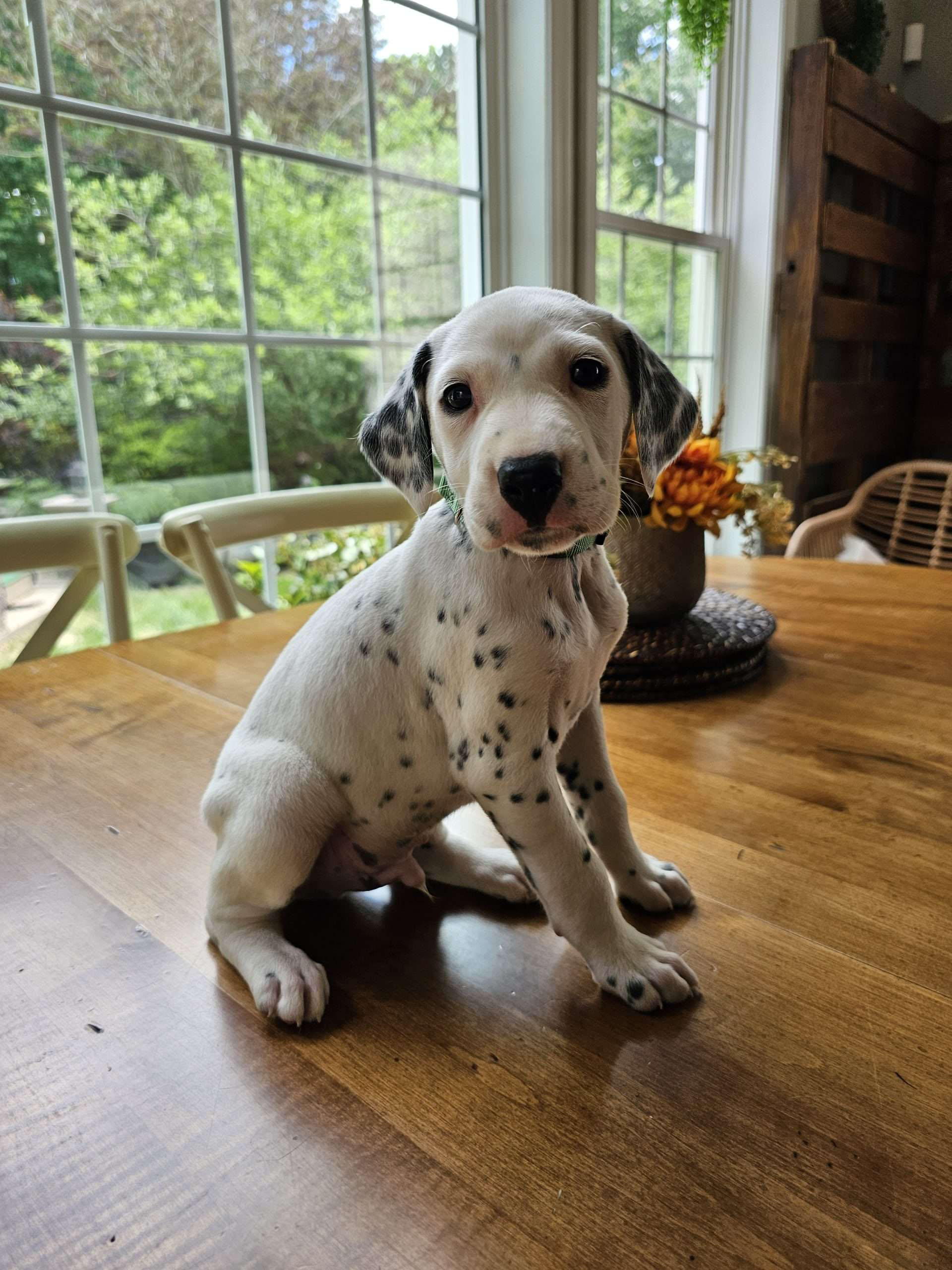 Jax