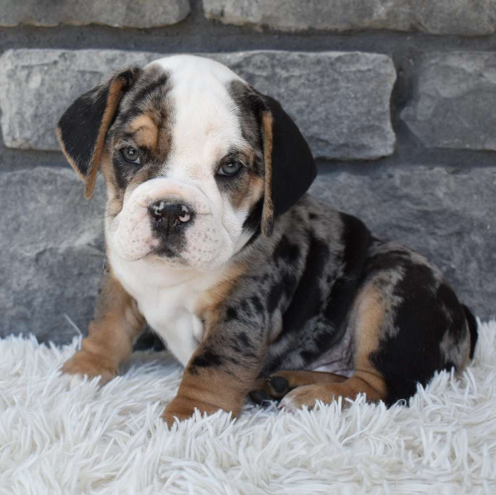 Biscuit