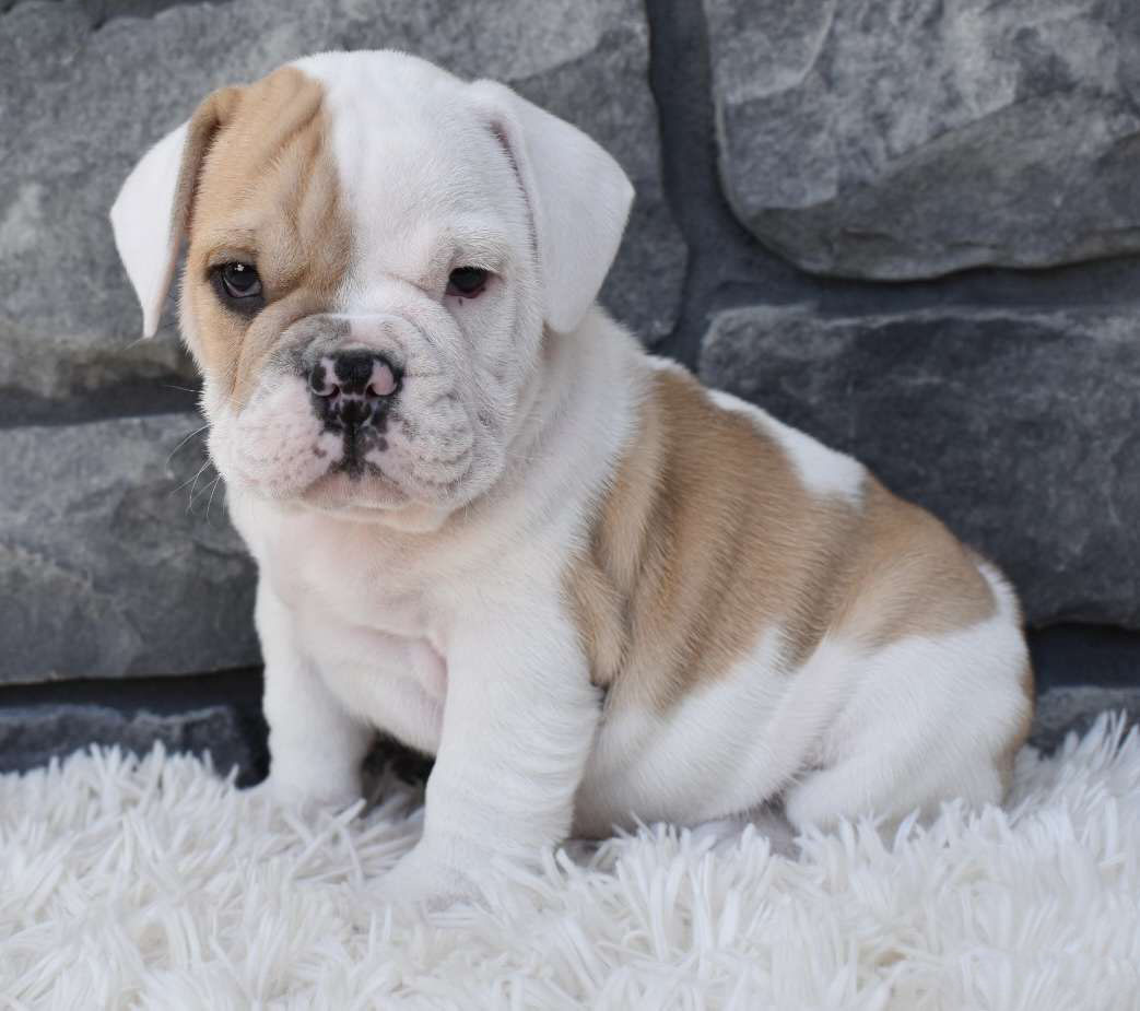 Buba