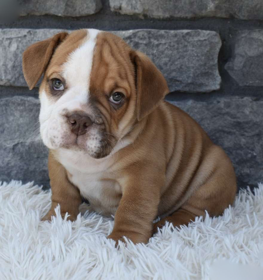 Busta