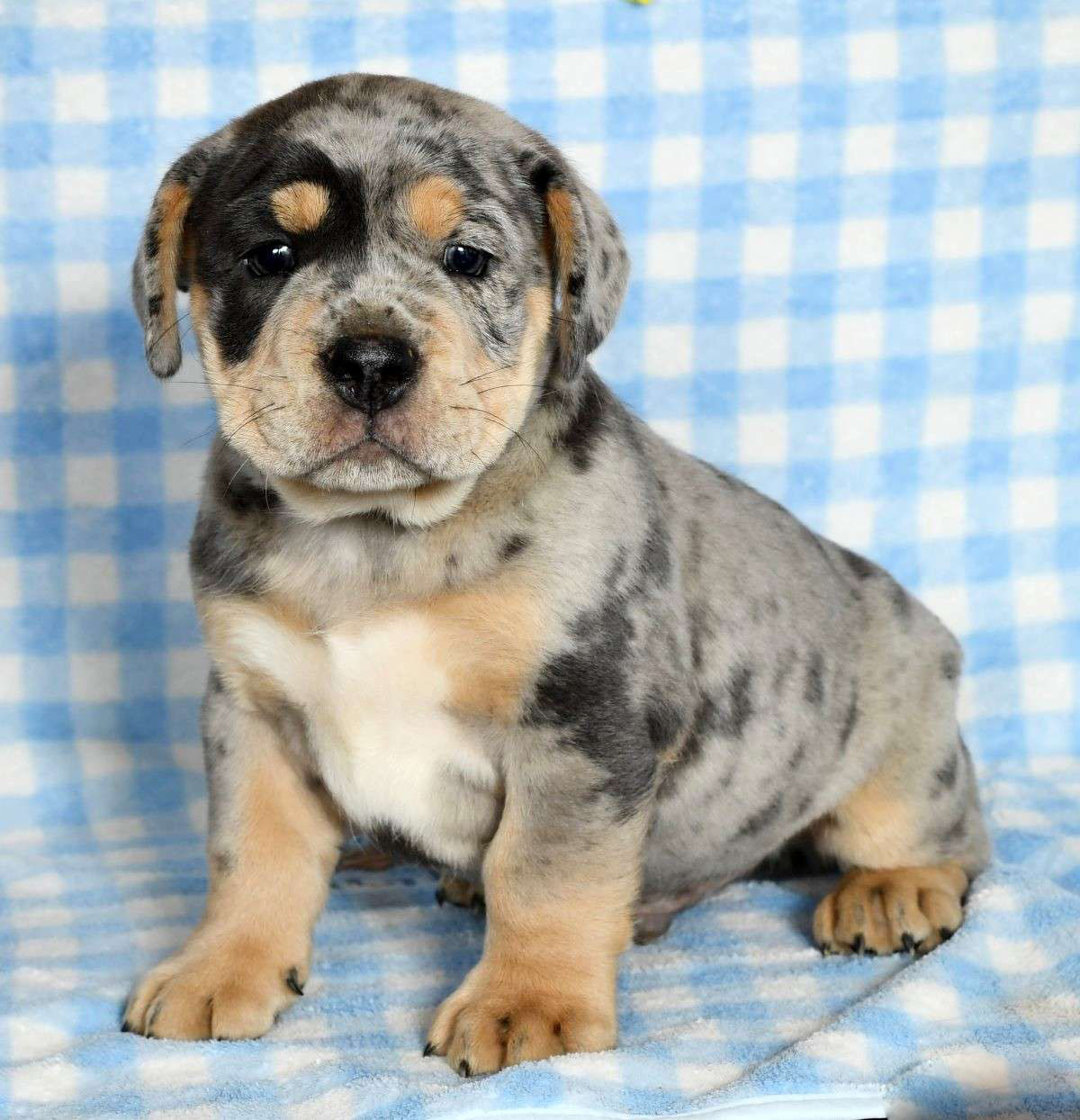 Duke