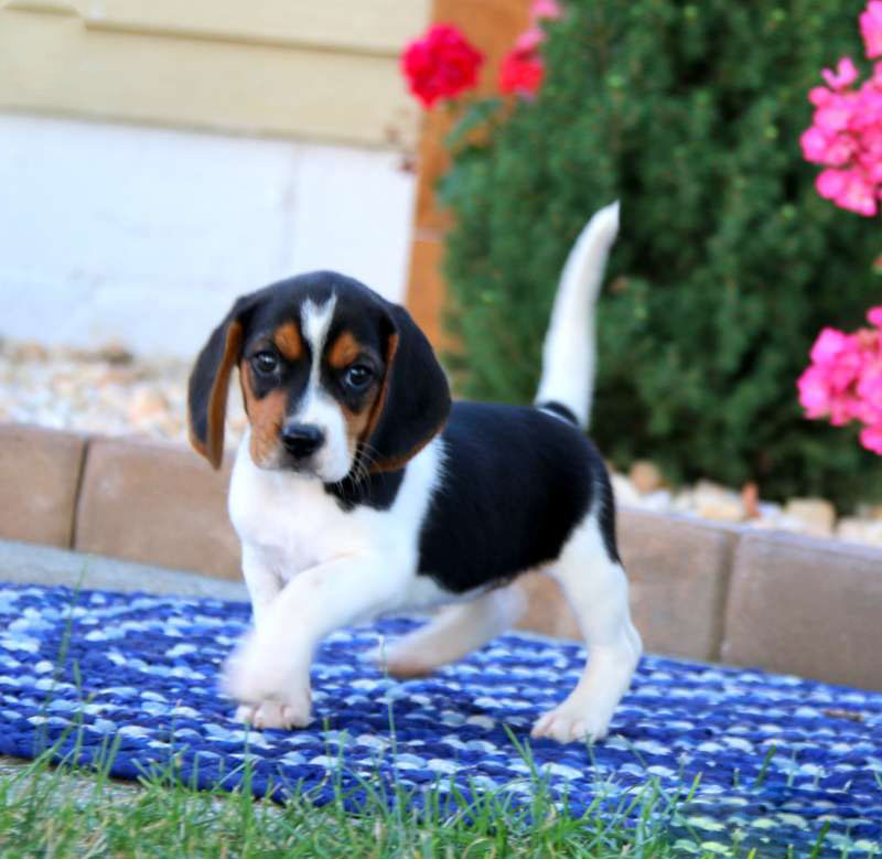 Basil