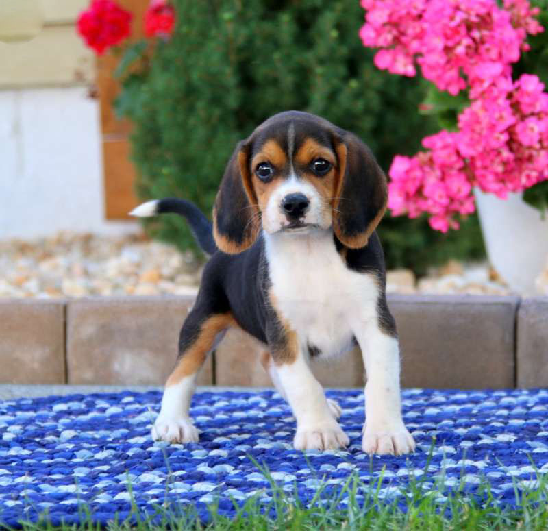Baxter