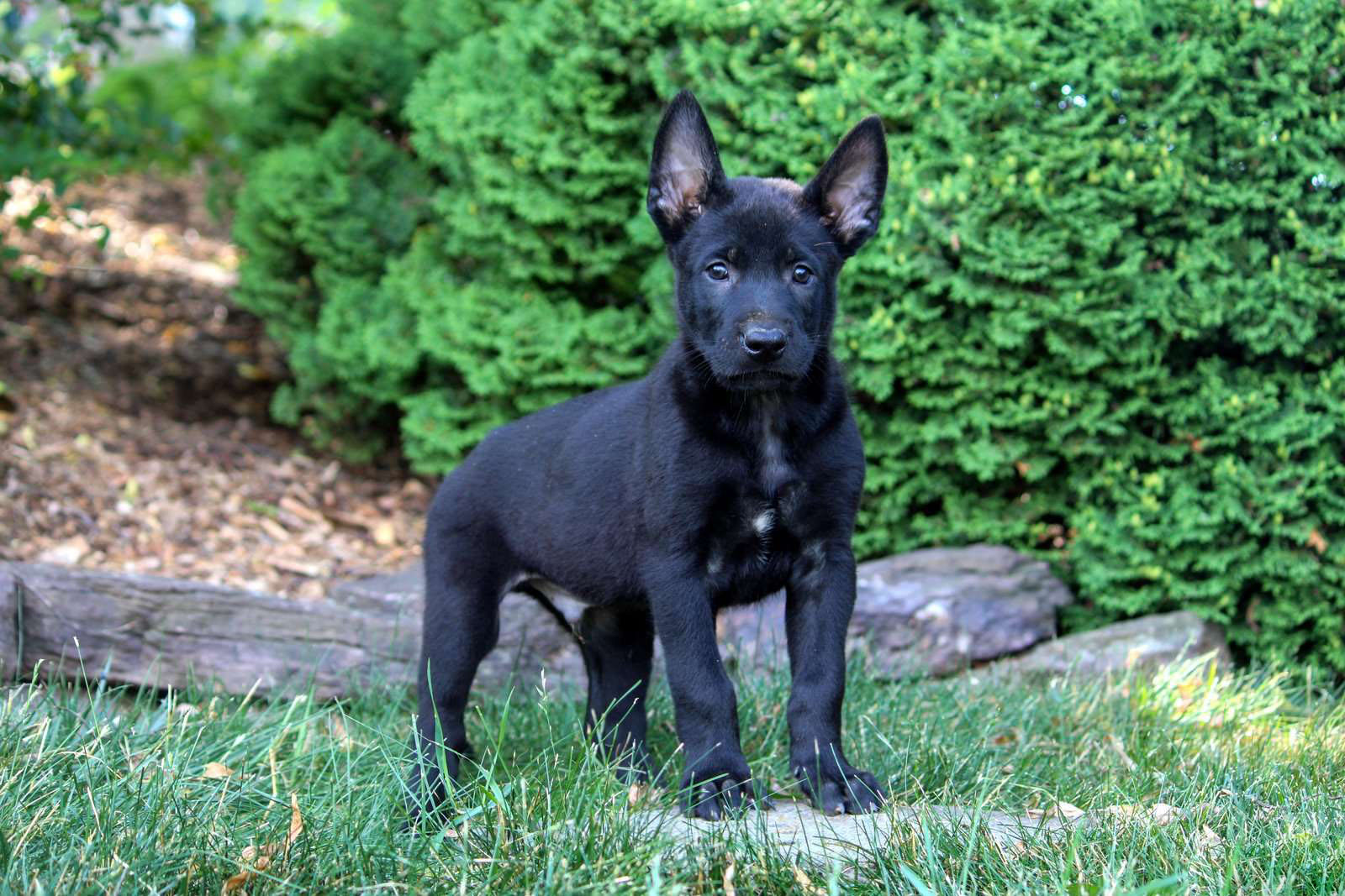 Gunner