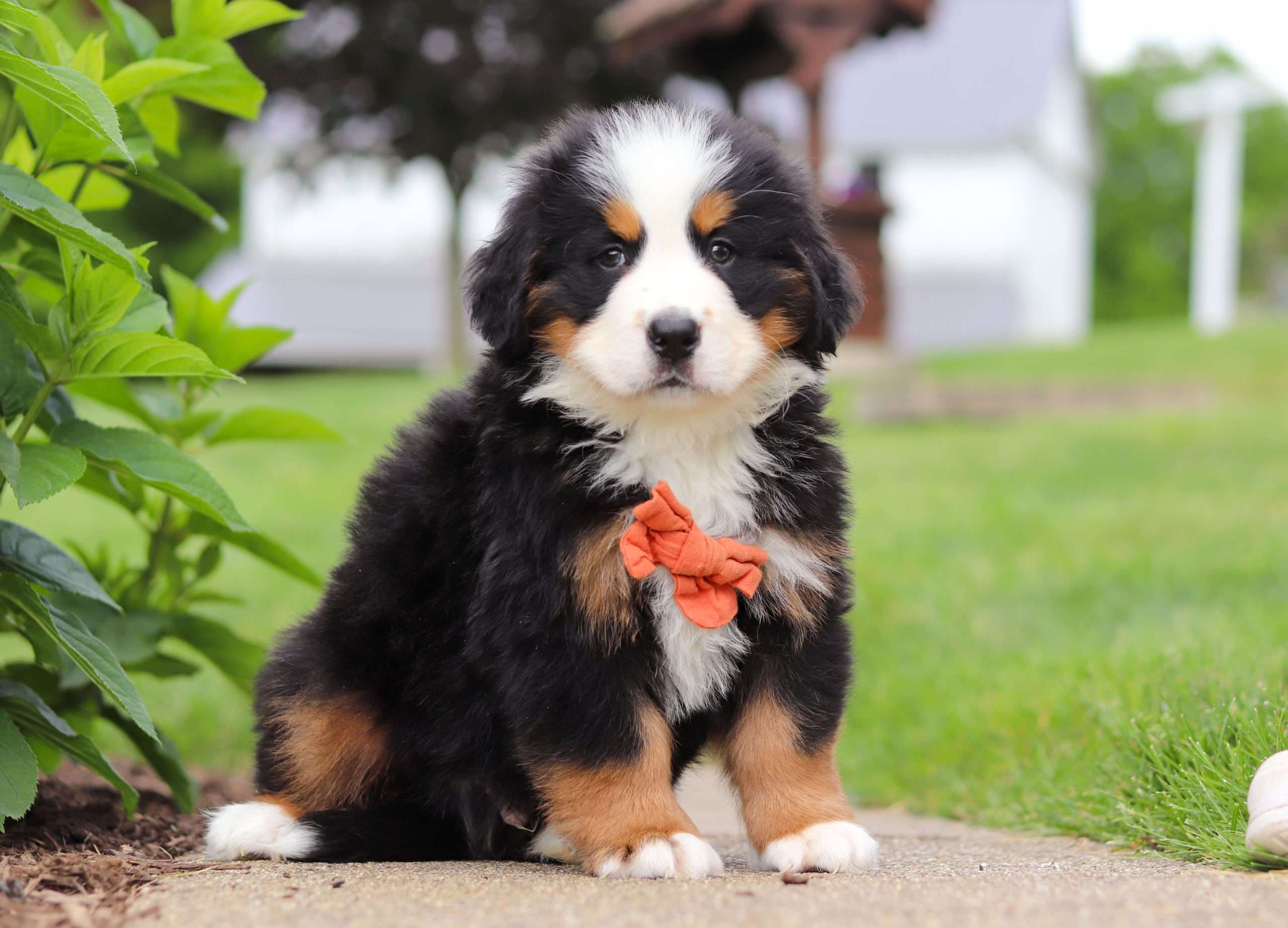 Benji