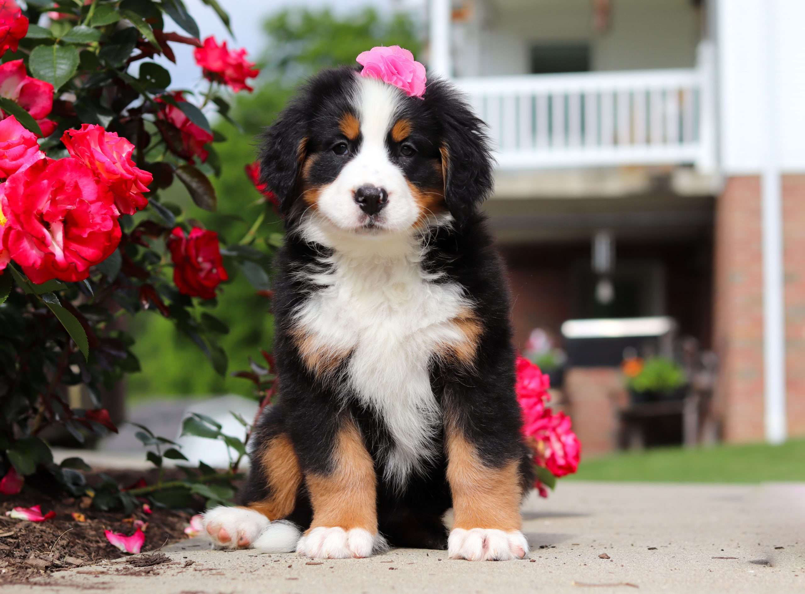 Delilah