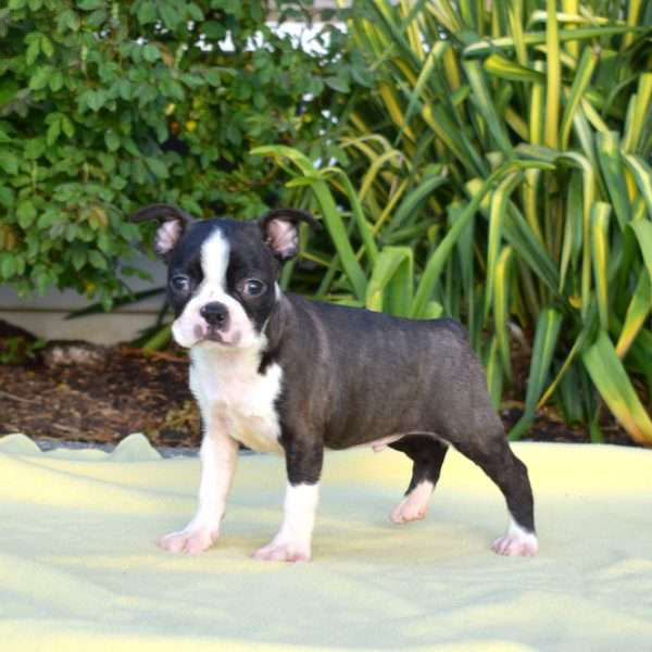 Frankie