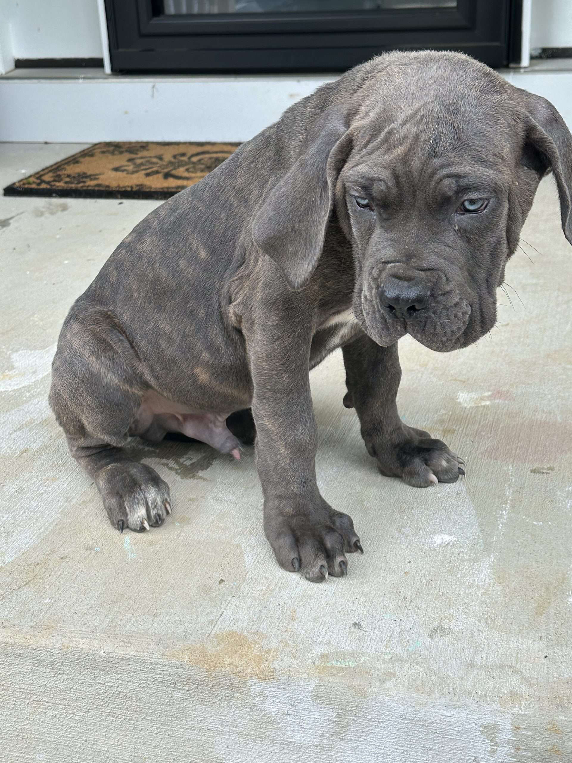 Gordo