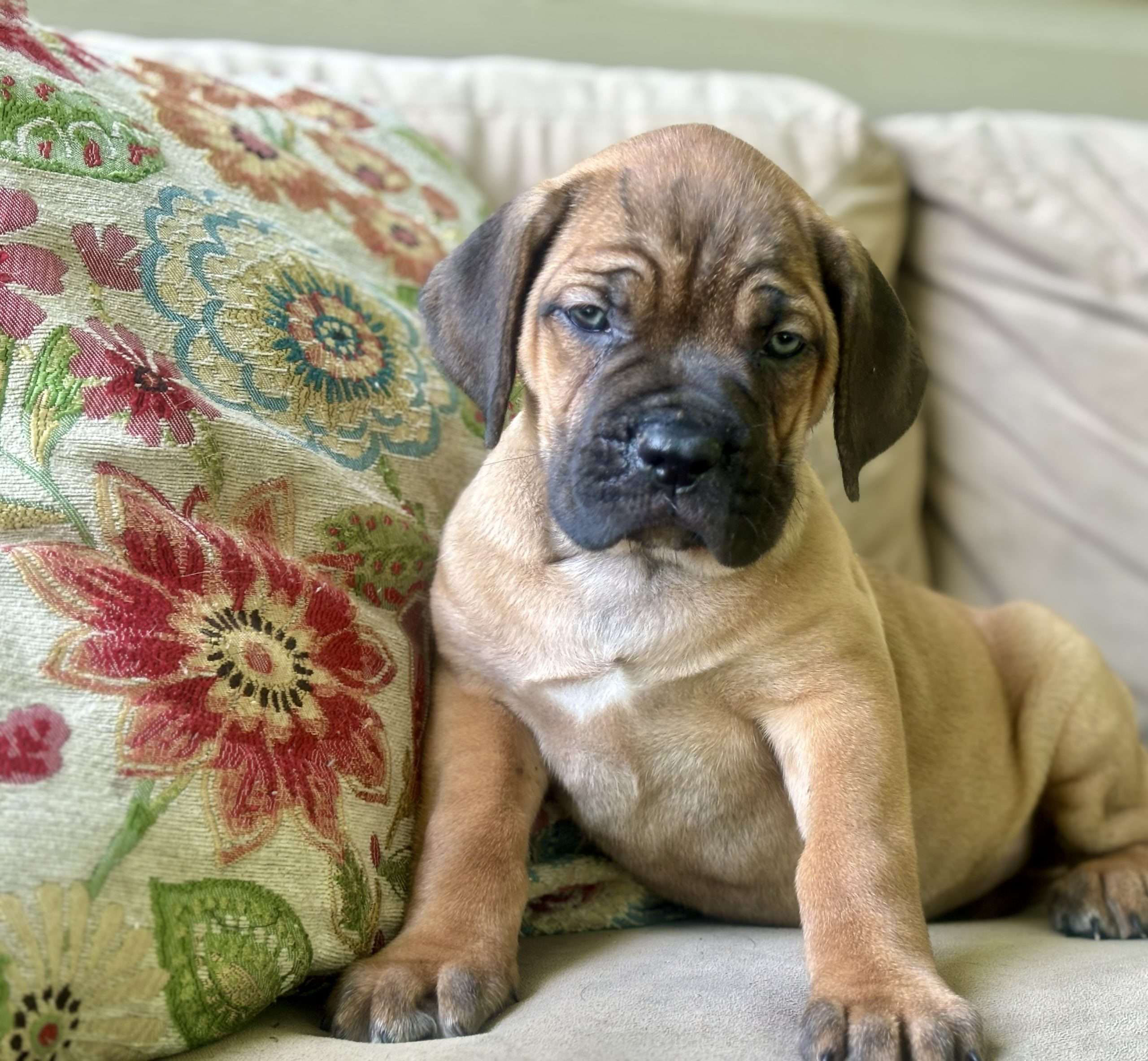Zeek
