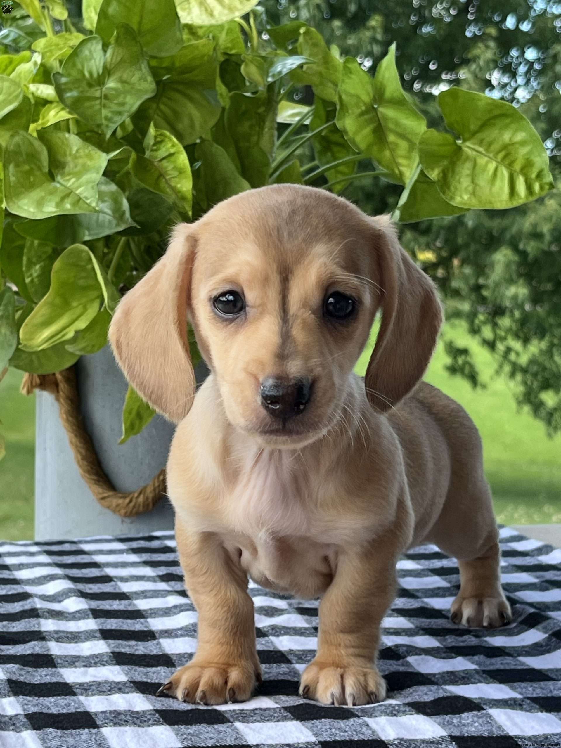 Brodie