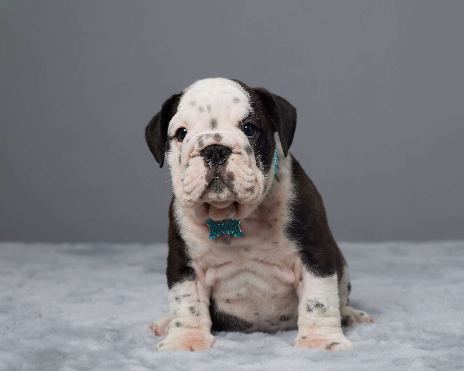 Bruno