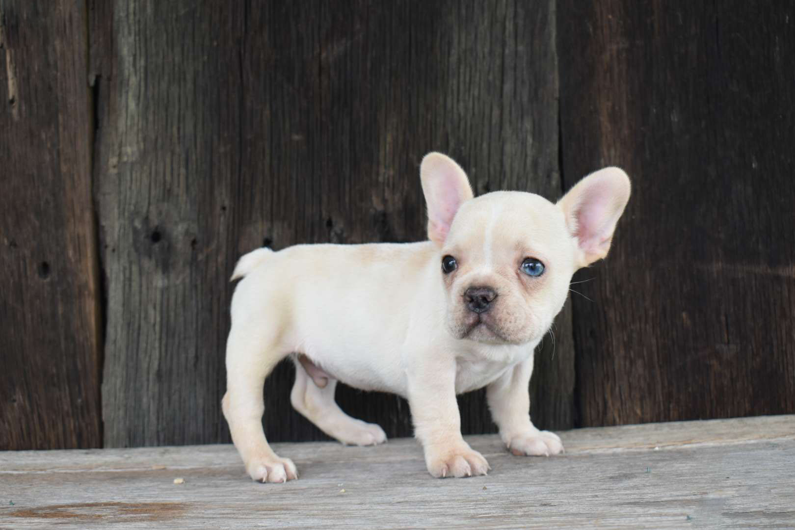 Milo