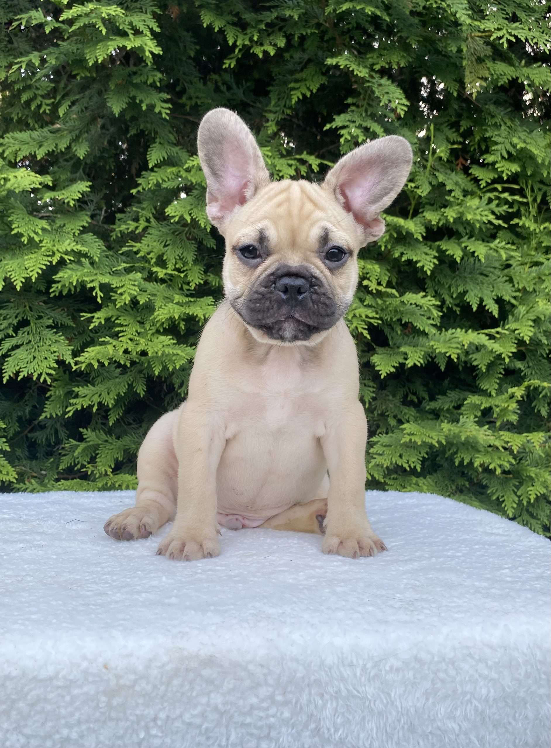 Winston