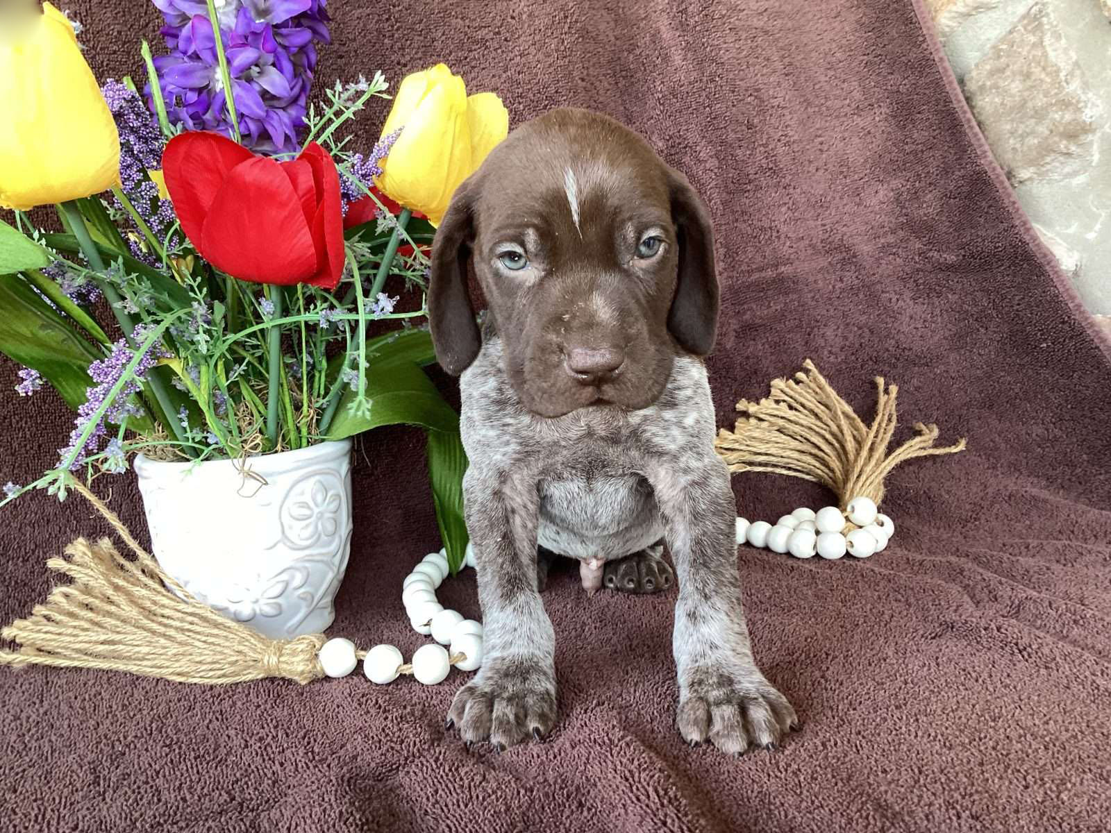 Ryder