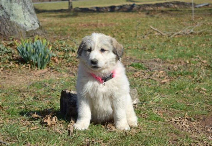 Kimber