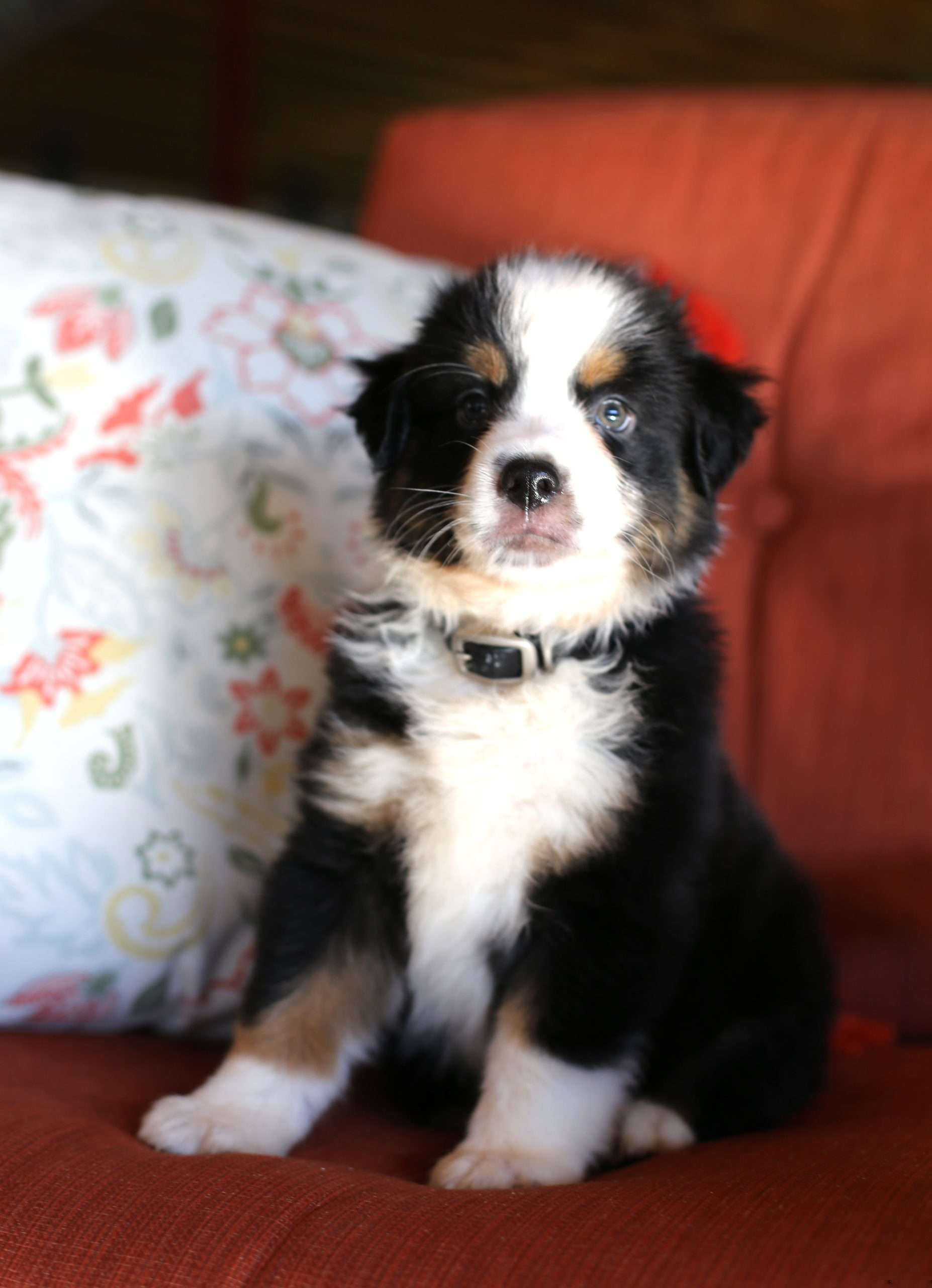 Jasper