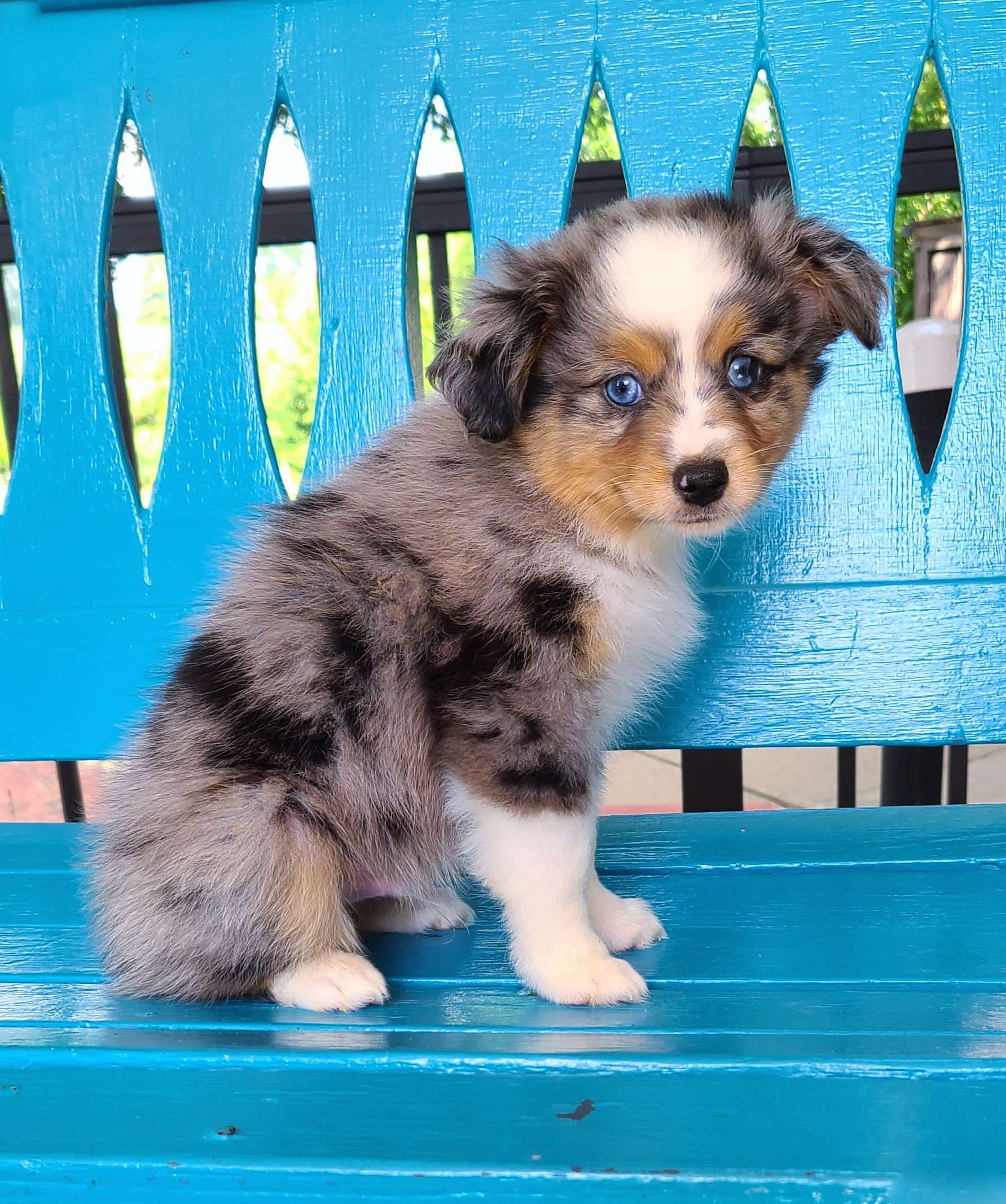 Ollie