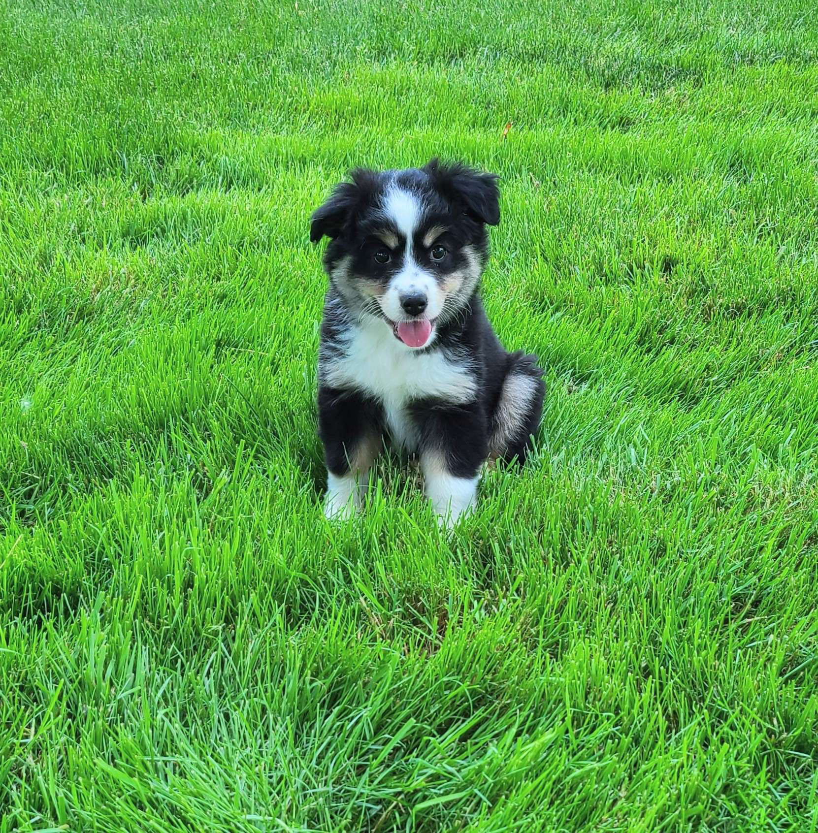 Lola