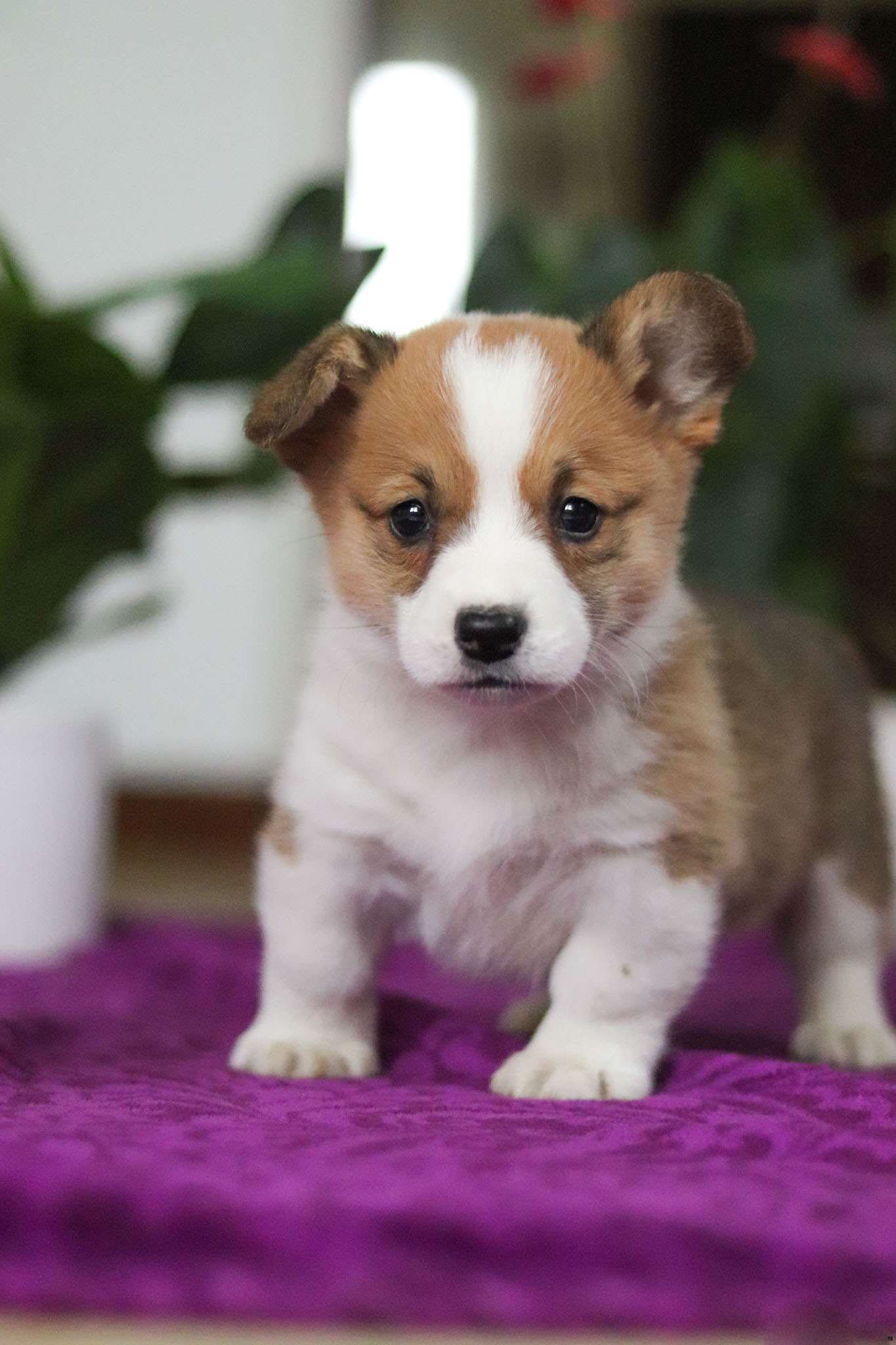 Oakley