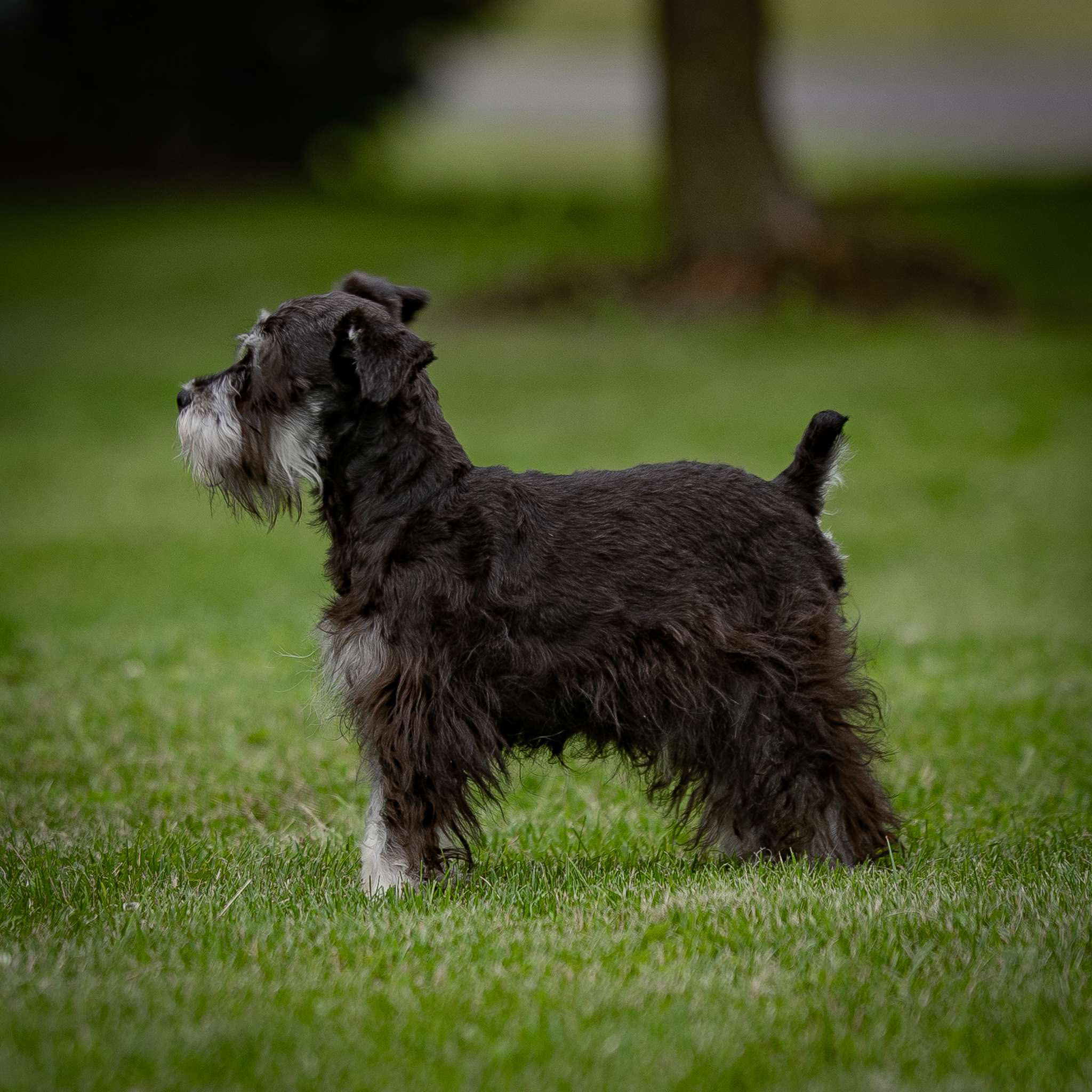 Kodie