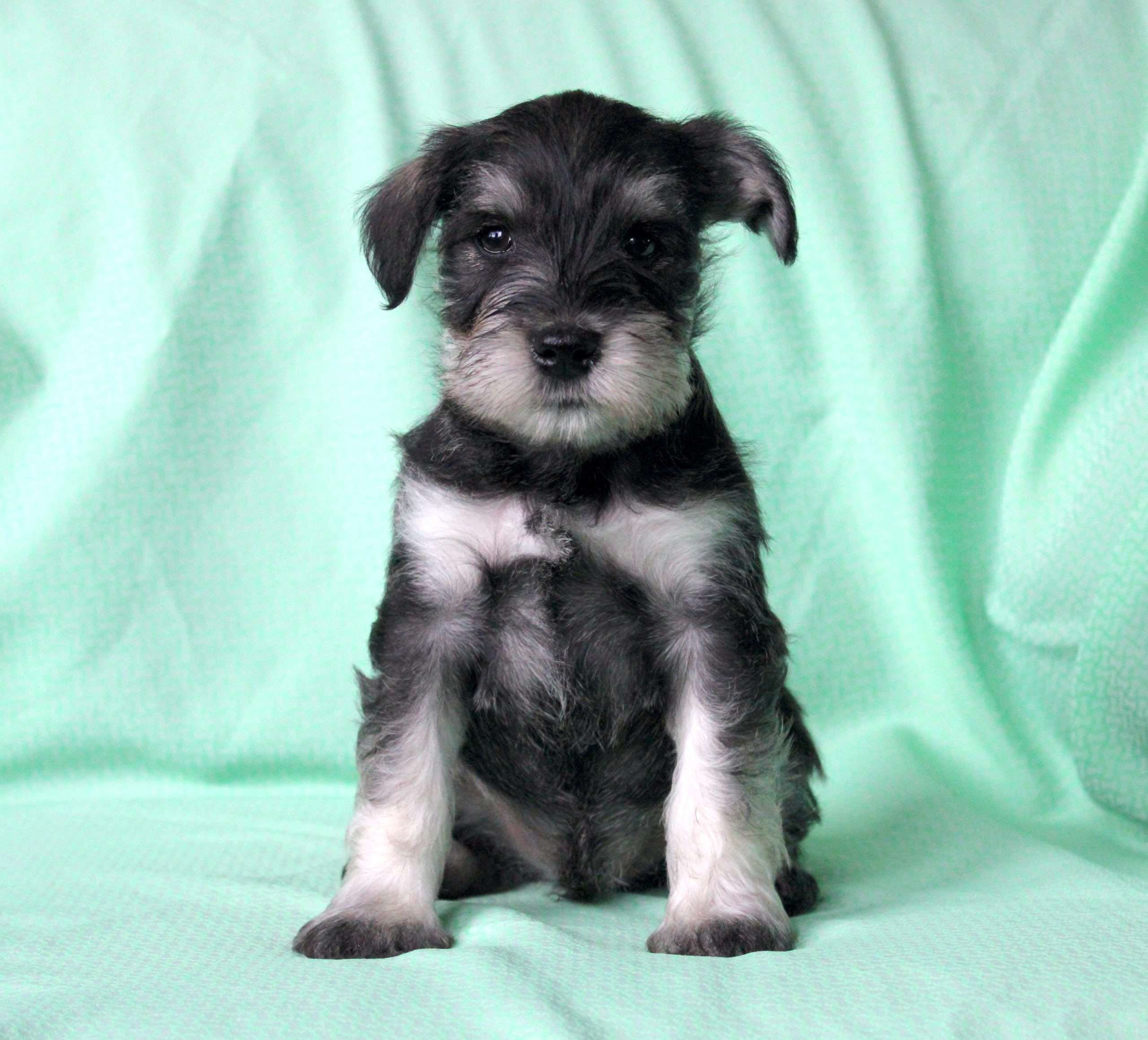 Samson