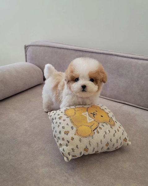 Bagel