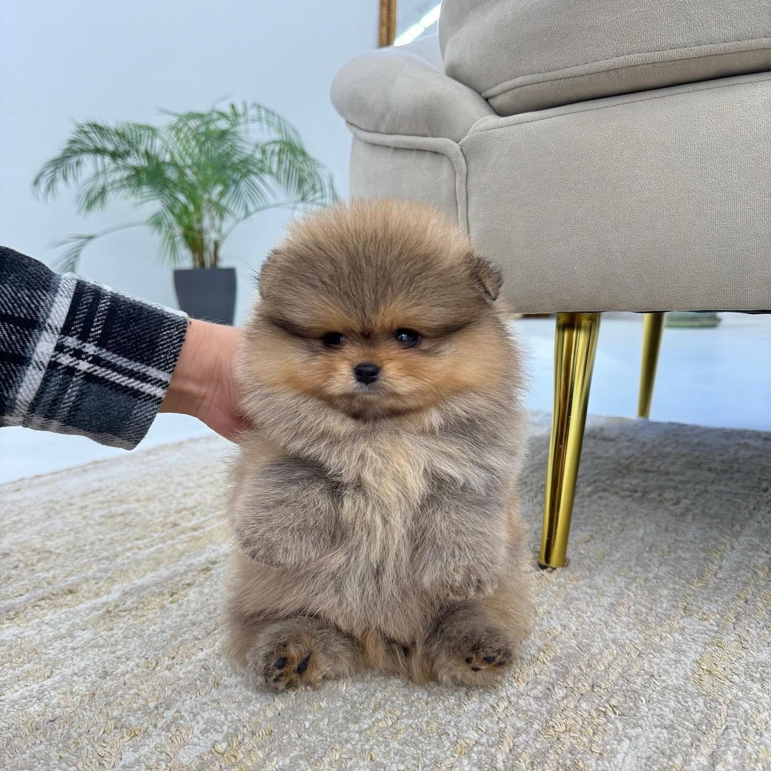 Gigi